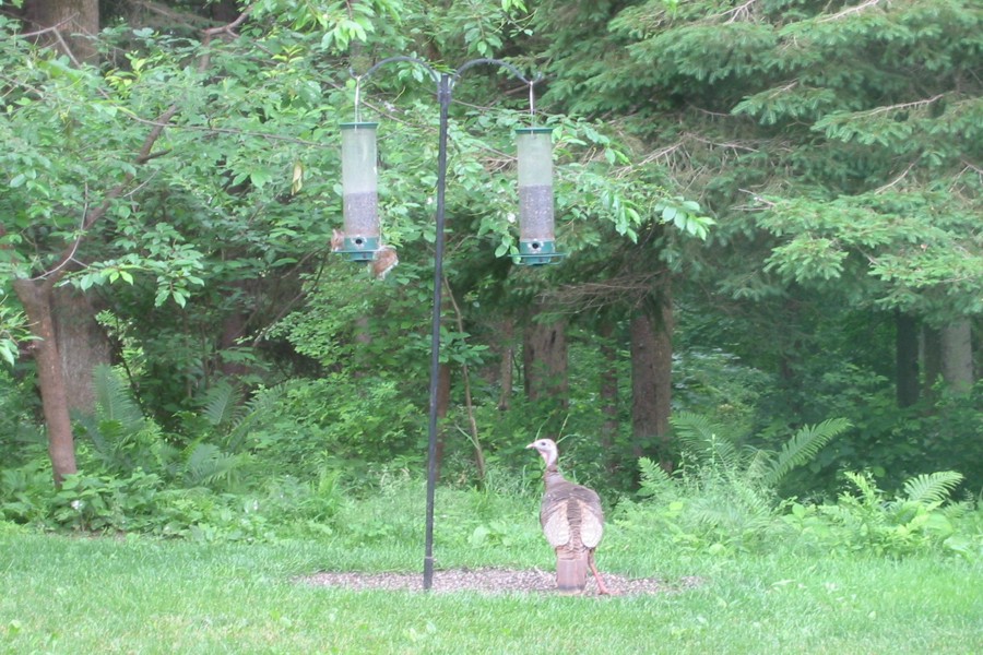 ../image/turkey at john and kathi's 1.jpg